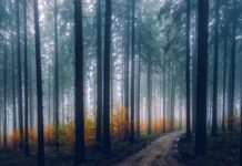 Our Silent Supporters: How Trees Serve Us