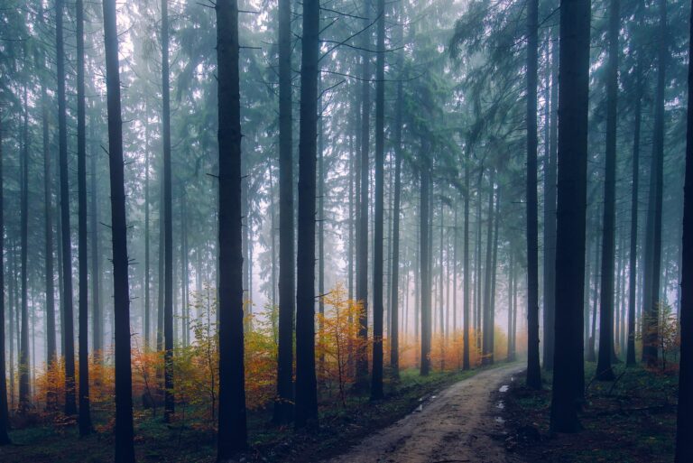 Our Silent Supporters: How Trees Serve Us