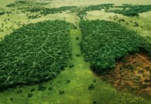 4 Ways Meat Industry Is Destroying The Environment