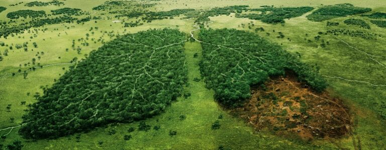4 Ways Meat Industry Is Destroying The Environment