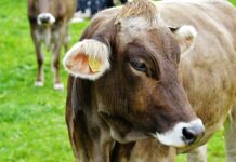 A Steak A Day Will Keep Sustainability Away