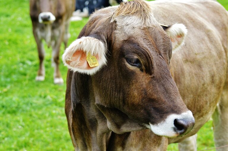 A Steak A Day Will Keep Sustainability Away