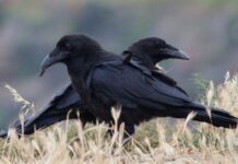 Ravens Can See Themselves As Someone Else
