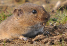 Love? All You Need Is… Oxytocin!