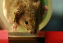 Bringing ‘Dirty’ Mice Into Labs Opens A World Of Possibilities