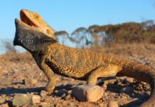 Do Dragons Dream Of Tasty Crickets?