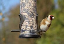 City Birds Are Smarter Than Rural Birds