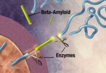 A New Hope For Alzheimer’s Disease Immunotherapy