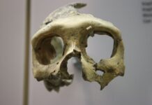 Building the Hominin Family Tree, One Outlier at a Time