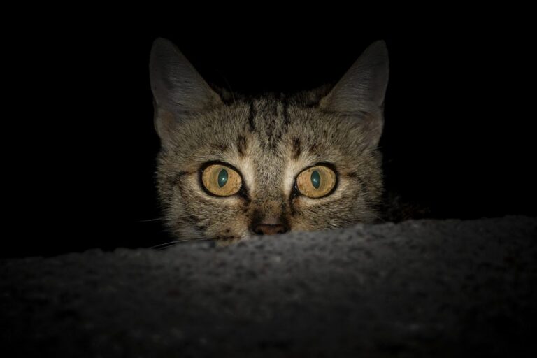 Unraveling Cats’ Domestication History: From Stripes to Spots
