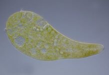 Organisms (Uniquely) Do It For Themselves (In Defiance Of Determinism)