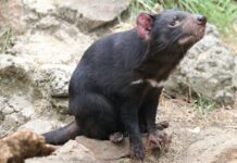 Contagious Cancers: Lessons From the Tasmanian Devil