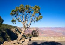 The Struggle to Protect a Tree at the Heart of Hopi Culture