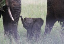 Illegal Wildlife Trade: The Numbers in 2018