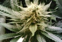 Our Brain’s Unique Cells, Legal Weed in Canada, and More. 5 Stories of the Week