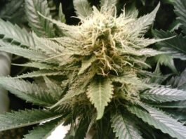 Our Brain’s Unique Cells, Legal Weed in Canada, and More. 5 Stories of the Week