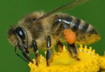 Can Honeybees Teach Us How to Live?