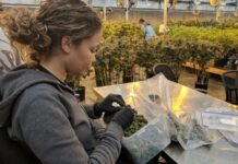 From the Producers of Beer: Cannabinoids in the Lab