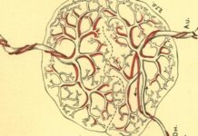 The Rebirth of Placenta Rituals