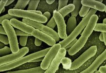 E.coli with a Synthetic, Less Redundant Genome Survives Normally