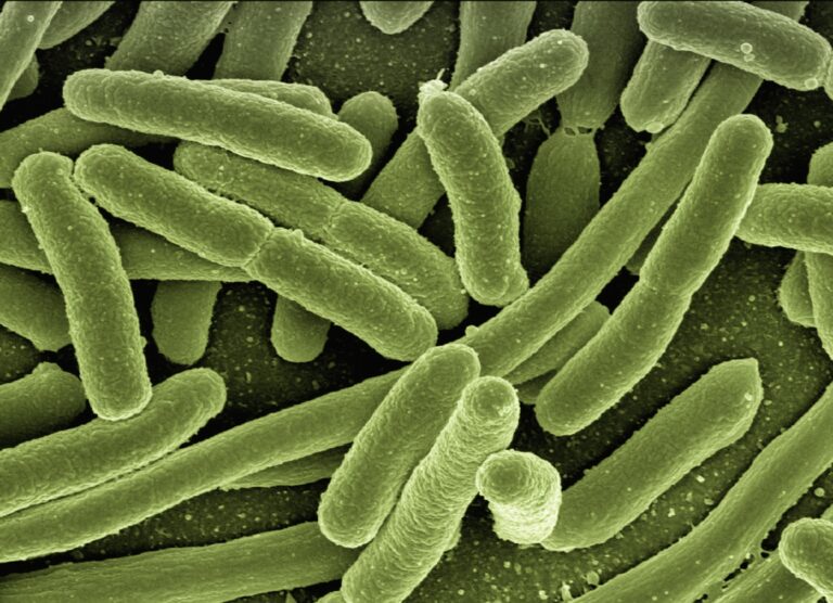 E.coli with a Synthetic, Less Redundant Genome Survives Normally