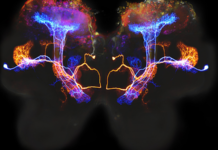 A Repressor Protein Produces a Neuron