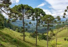 Do Plants Have Consciousness? Most Likely Not and They Are Fine With That