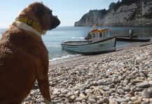 CTVT: the Cancer ‘Parasite’ that Sailed With Dogs