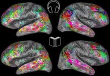 Paper or Audio? It’s All the Same to your Brain. End of Story