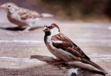 An Unsolved Mystery: the Disappearance of Urban House Sparrows