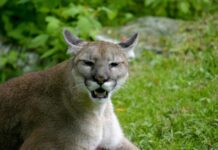 Researchers Sequence the Genome of the Florida Panther