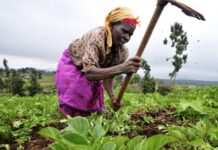 Food Insecurity in Sub-Saharan Africa is Higher than Previously Reported
