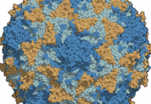 10 January 1947| Stanford Scientists Isolate Polio Virus