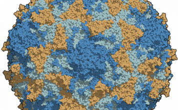 10 January 1947| Stanford Scientists Isolate Polio Virus