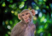 Reinfection with SARS-CoV-2 Does Not Occur in Rhesus Monkeys