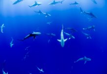 Sharks and Microorganisms: A Case of Peaceful Cohabitation