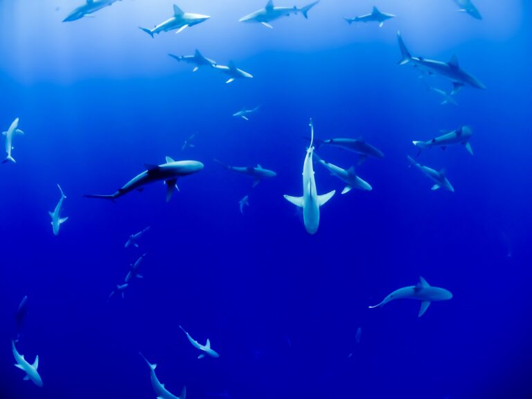 Sharks and Microorganisms: A Case of Peaceful Cohabitation