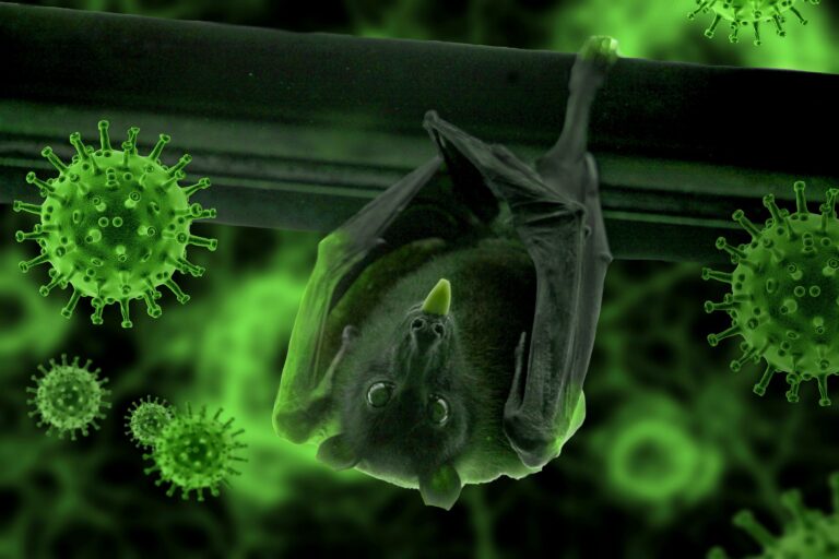 Social Distancing is a Natural Behaviour in Sick Bats