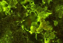 The European Space Agency Reveals the Candidates for Interplanetary Mining