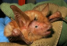 Scientists Discover A New Species Of “Orange And Black” Bats
