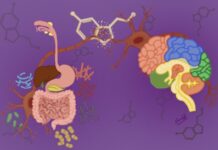 Mind the Gut: How Our Guest Bacteria Health Affects Our Brain