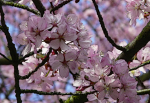 Hydrolates: Natural Solutions as Effective as Essential Oils