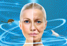 Youthful Gut, Rejuvenated Brain: Intestinal Bacteria from Young Mice Reverse Aging