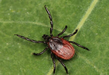 An mRNA-Based Anti-Tick Vaccine Can Prevent Lyme Disease