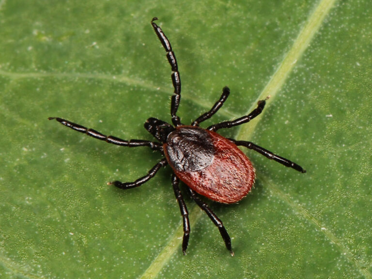 An mRNA-Based Anti-Tick Vaccine Can Prevent Lyme Disease