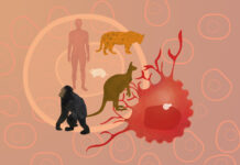 How Frequent is Cancer in Mammals?