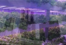 Urban Farms, The Future of Agriculture