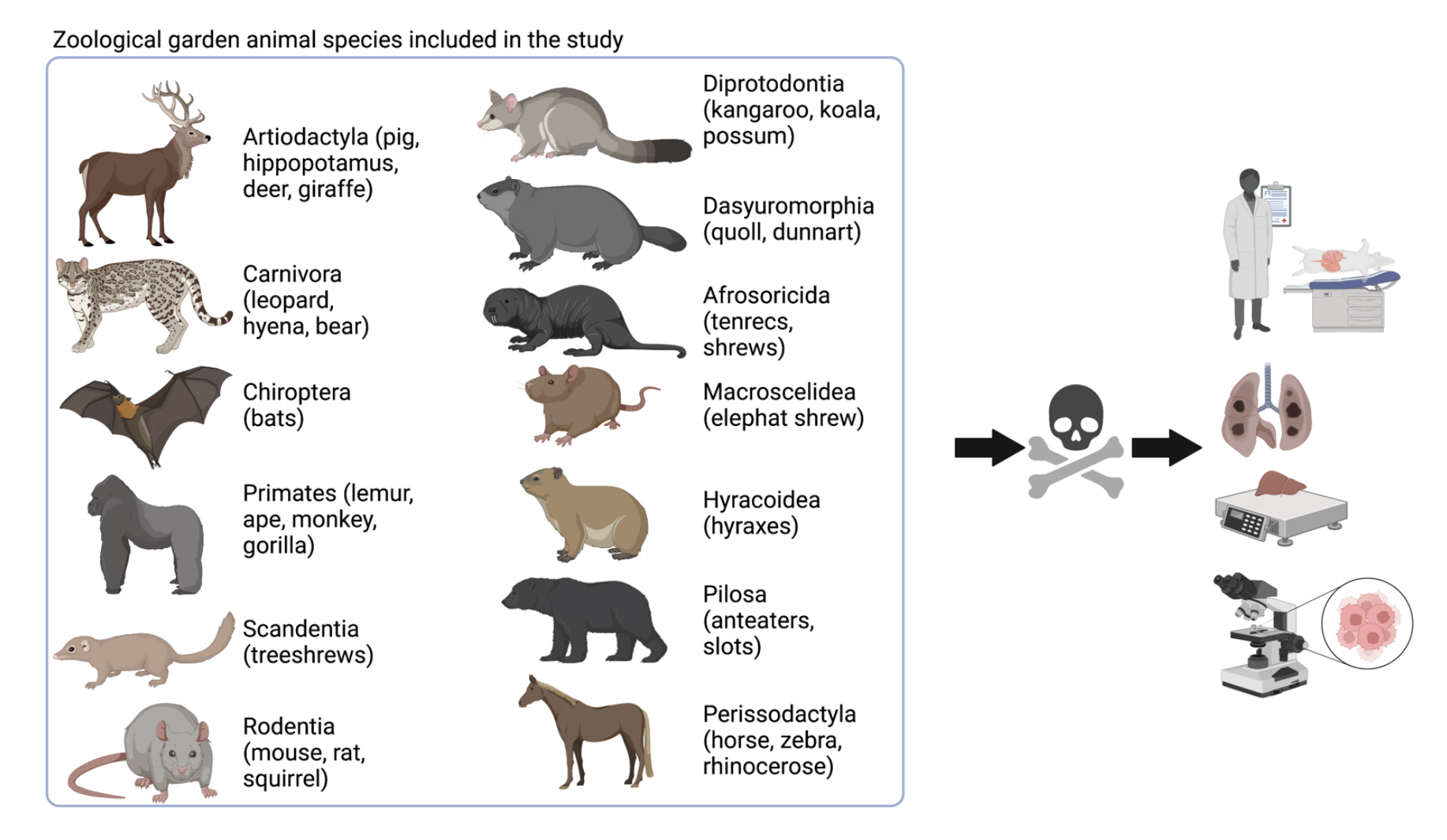 How Frequent is Cancer in Mammals? › United Academics Magazine