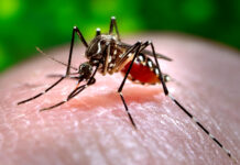 Mosquitoes Learn to Avoid Pesticides Increasing Their Resistance to Chemical Controls