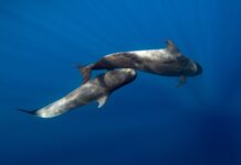 Shhhh! Quiet Please: Marine Noise Pollution Disrupts Behaviour of Leviathans